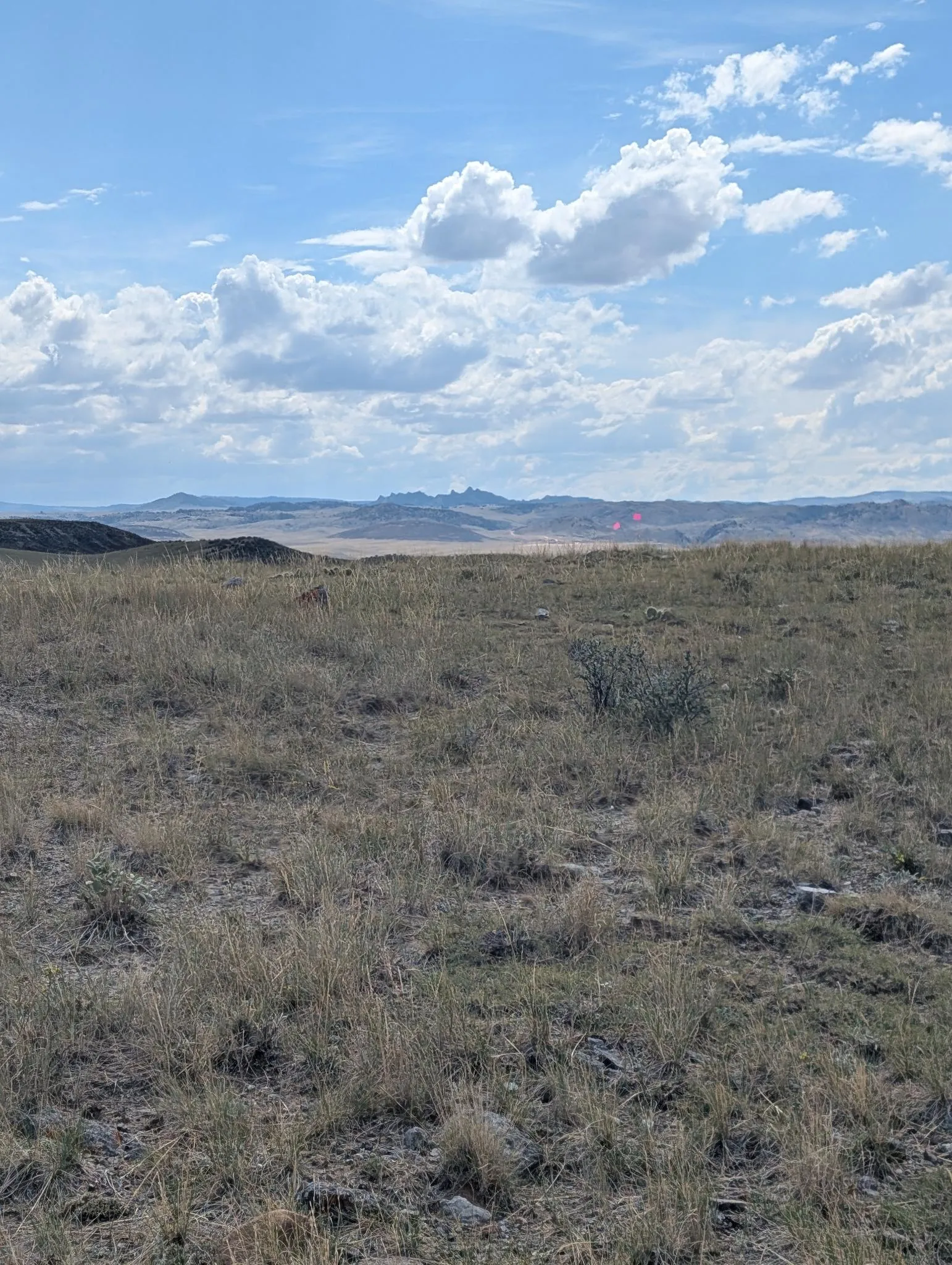 Pin flags standing in sage and grass with a ridge behind